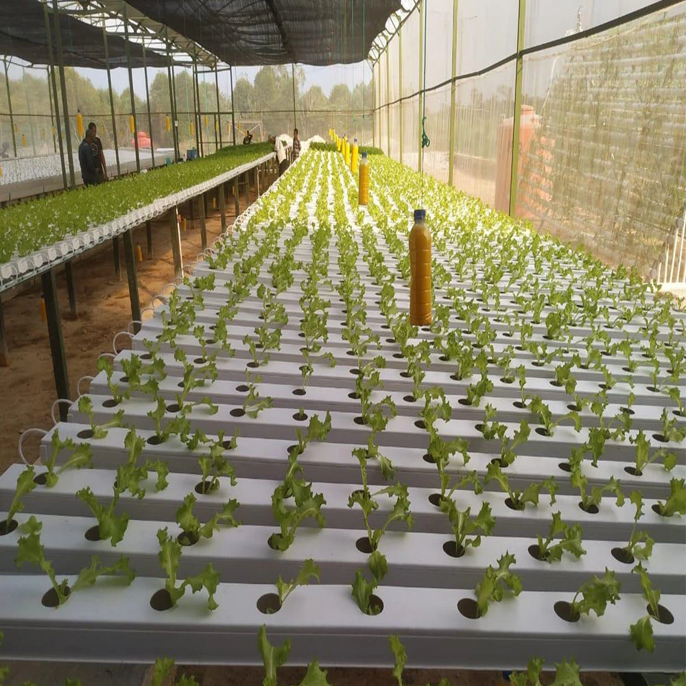 Greenhouse Nft Growing Systems for Farm Cultivation