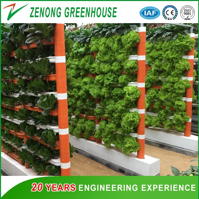 PC Sheet Multi-Span Greenhouse Convenient for Mechanized Operation with Ventilation system Suitable for Year-Round Planting