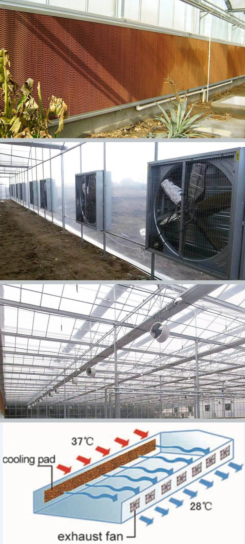 Hot Sale Multi Span Plastic Film Greenhouse for Planting