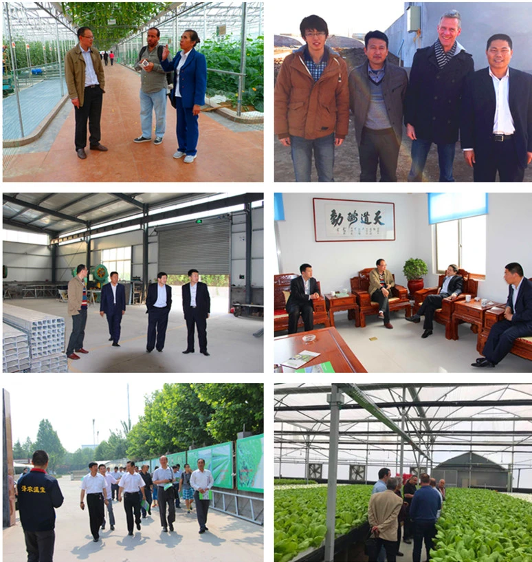 Factory Supply Intelligent Glass Greenhouse Material for Seedlings/Eco Restaurant/Exhibition