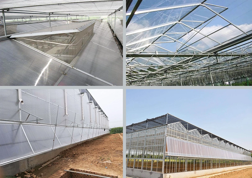 Commercial/Agricultural Dutch Venlo Glass Greenhouse Turnkey Solution for Sale