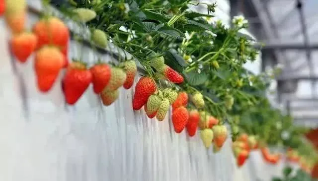 Elevated Strawberry Planting System for Hydropinics Strawberry