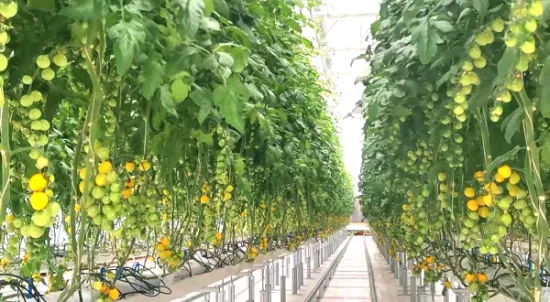 Sistema de hidroponia de canal Nft de fazenda agrícola vertical para simbiose de vegetais de peixes Eco estufa com ventilador de resfriamento/aquecimento