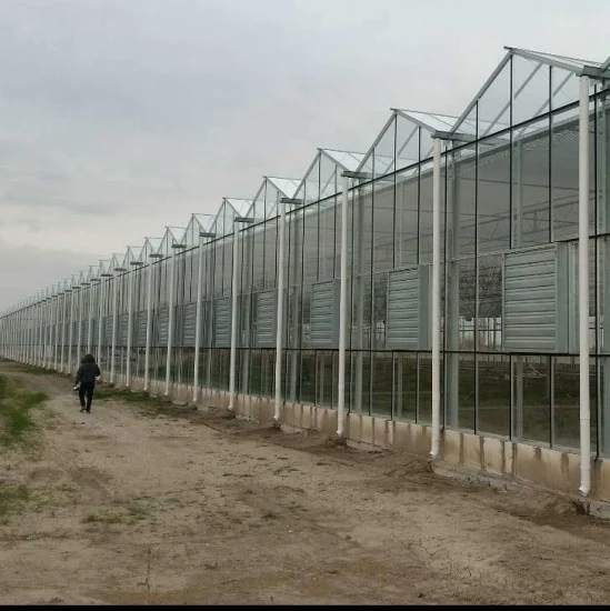 Solução pronta para uso comercial/agrícola de estufa de vidro Venlo holandesa para venda