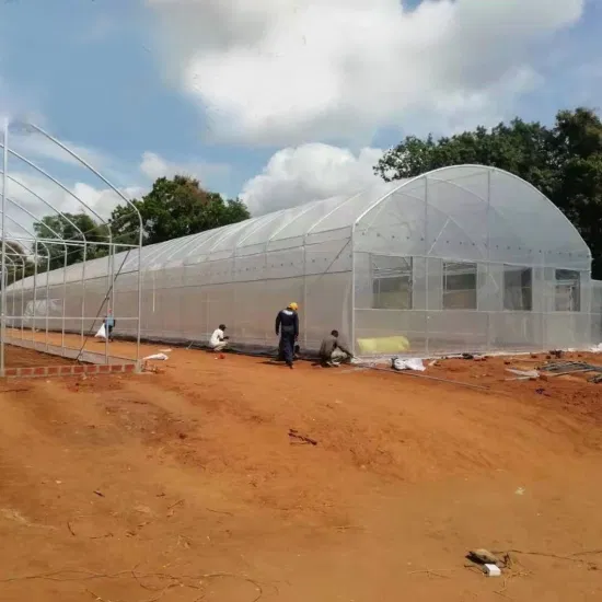 Filme de estufa solar de resistência UV de 4 anos 6mil para filme plástico de filme agrícola para filme de cobertura morta selecionado pelo sol de estufa