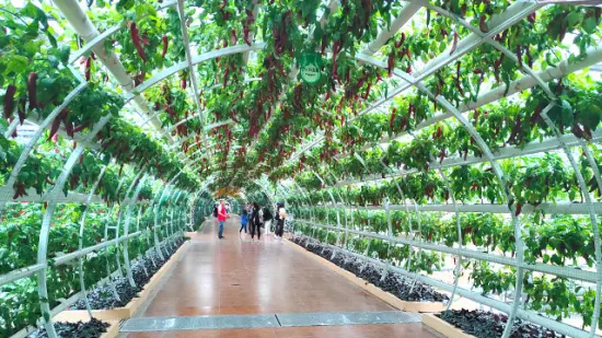 Sistema de hidroponia com torre de canais Nft interna e externa para vegetais com efeito de estufa fora/dentro do exaustor do aquecedor de sombreamento