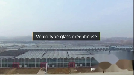 Estufa de vidro temperado duplo oco Venlo com sistema de cultivo hidropônico para vegetais/ flores/ tomate/ fazenda/ jardim/ restaurante ecológico / agricultura