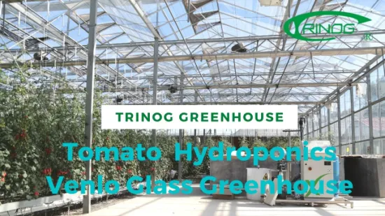 Trinog Greenhouse comercial NFT sistema hidropônico urbano vertical de tomate cereja em estufa